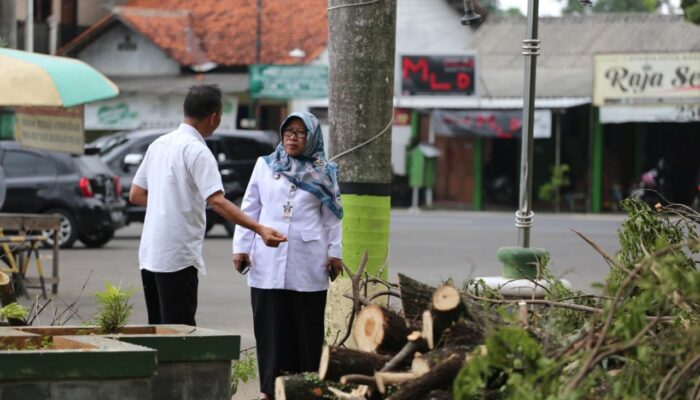 Potong Pohon Trembesi di GOR Trisanja Tanpa Izin, Bupati Tegal Marah