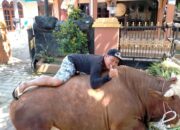 Satu RT Berkurban 10 Sapi dan 7 Ekor Kambing, 2 Sapi Diantaranya Jenis Simental Seberat 1,2 Ton