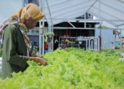 Mendulang Rupiah di Lahan Sempit dengan Hidroponik