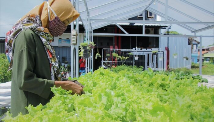 Mendulang Rupiah di Lahan Sempit dengan Hidroponik