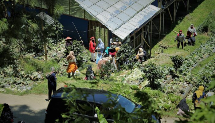 Senyum Bahagia Petani Sayur Sigedong di Masa Pandemi Covid-19