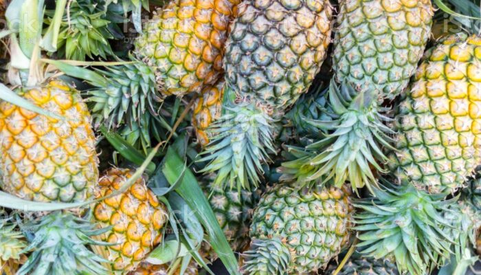 Pemkab Pemalang Ajukan Hak Paten Nanas Madu