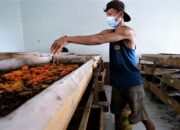 Tinggalkan Dunia Hitam, Anak Punk Ini Hijrah Jadi Pembudidaya Maggot