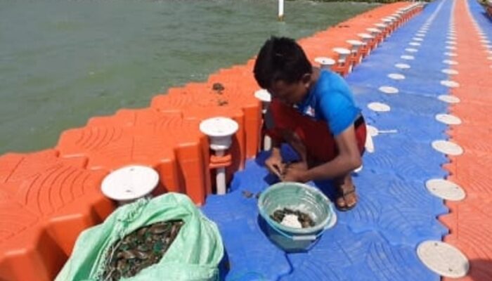 Dermaga Apung PAI Kota Tegal Kini Jadi Sarang Kerang Hijau