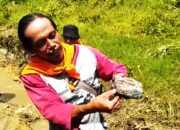 3 Fragmen Tanduk Kerbau Purba Ditemukan di Sungai Gintung Tonjong Diperkirakan Berusia 1,5 Juta Tahun Lalu