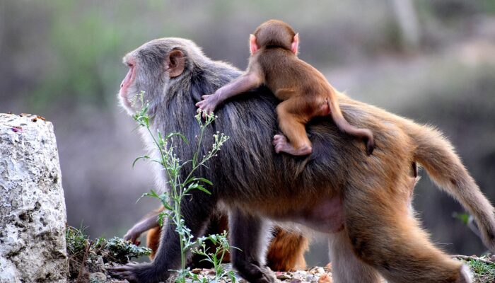 Waduh! Gerombolan Monyet Liar Serang Pemukiman Warga Desa Srengseng Pagerbarang