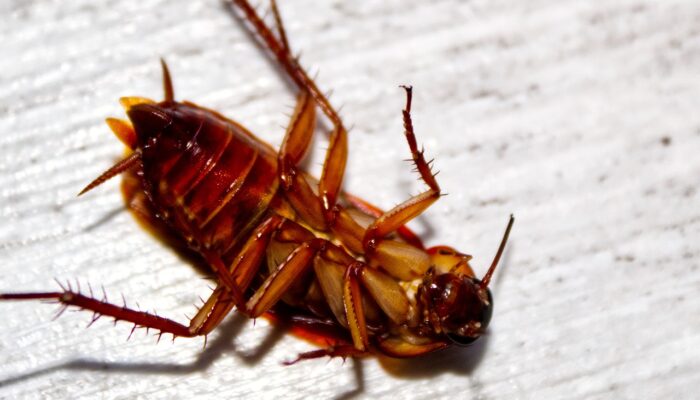 7 Tips Kendalikan Kecoa Agar Tak Bersarang di Dalam Rumah