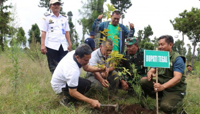 Pulihkan Lahan Hutan Lindung, 136 Ribu Bibit Pohon Endemik Ditanam di Desa Sigedong Bumijawa