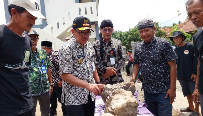 Fosil Gajah Purba Sinomastodon Bumiajuensis di Desa Galuh Timur Brebes Tarik Perhatian Peneliti Asal Luar Negeri