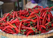 Awal Tahun 2025, Harga Cabai di Kota Pekalongan Alami Kenaikan Signifikan