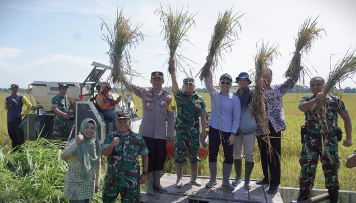 Panen Raya Serentak 14 Provinsi, Sekda Amir Panen Padi di Semboja