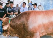 Sapi Kurban dari Presiden Prabowo Diterima Warga Desa Prupuk Selatan