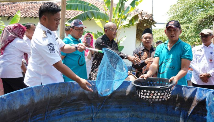 Budidaya Lelaki, Peluang Bisnis yang Menjanjikan