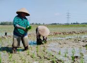 Poktan Maju Makmur Siap Tanam Padi di Musim Kemarau