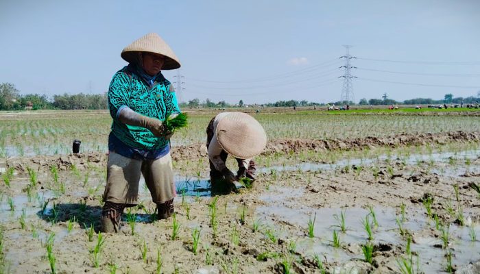 Poktan Maju Makmur Siap Tanam Padi di Musim Kemarau